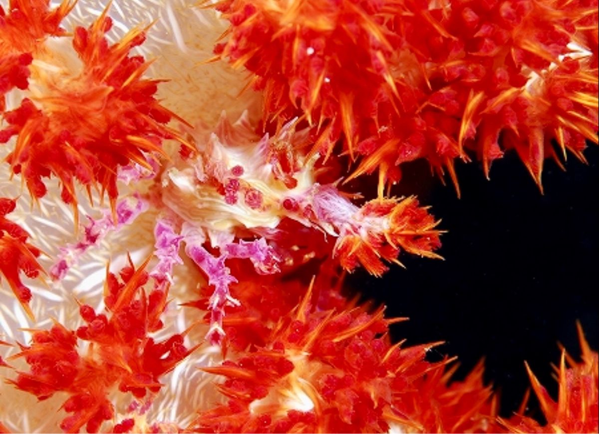 ボルケーノシュリンプゴビー、ニシキフウライウオ、ハーレクインシュリンプなど。