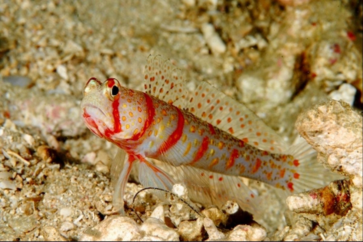 ボルケーノシュリンプゴビー、ニシキフウライウオ、ハーレクインシュリンプなど。