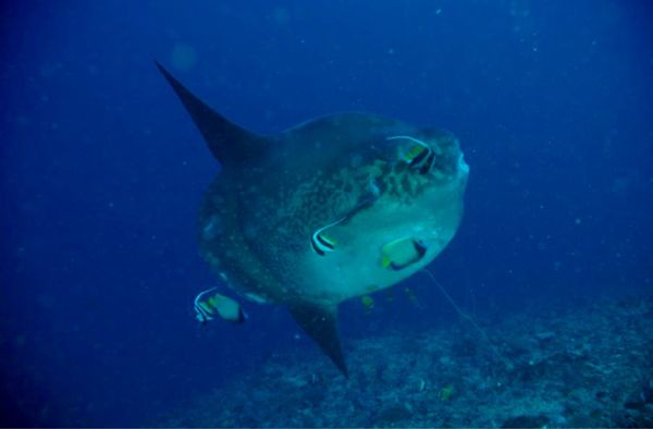 香港・銅鑼湾 Causeway Bay「HKG ✈︎ DPS ✈︎ HKG」の写真：翌日はヌサペニダでマンボウを狙う。