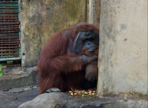 バリの動物園