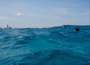 Whitetip reef shark、タテジマキンチャクダイなど