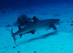 Whitetip reef shark、タテジマキンチャクダイなど