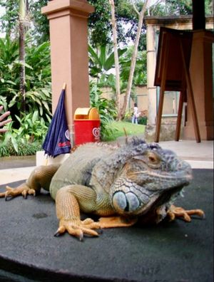 バリの動物園