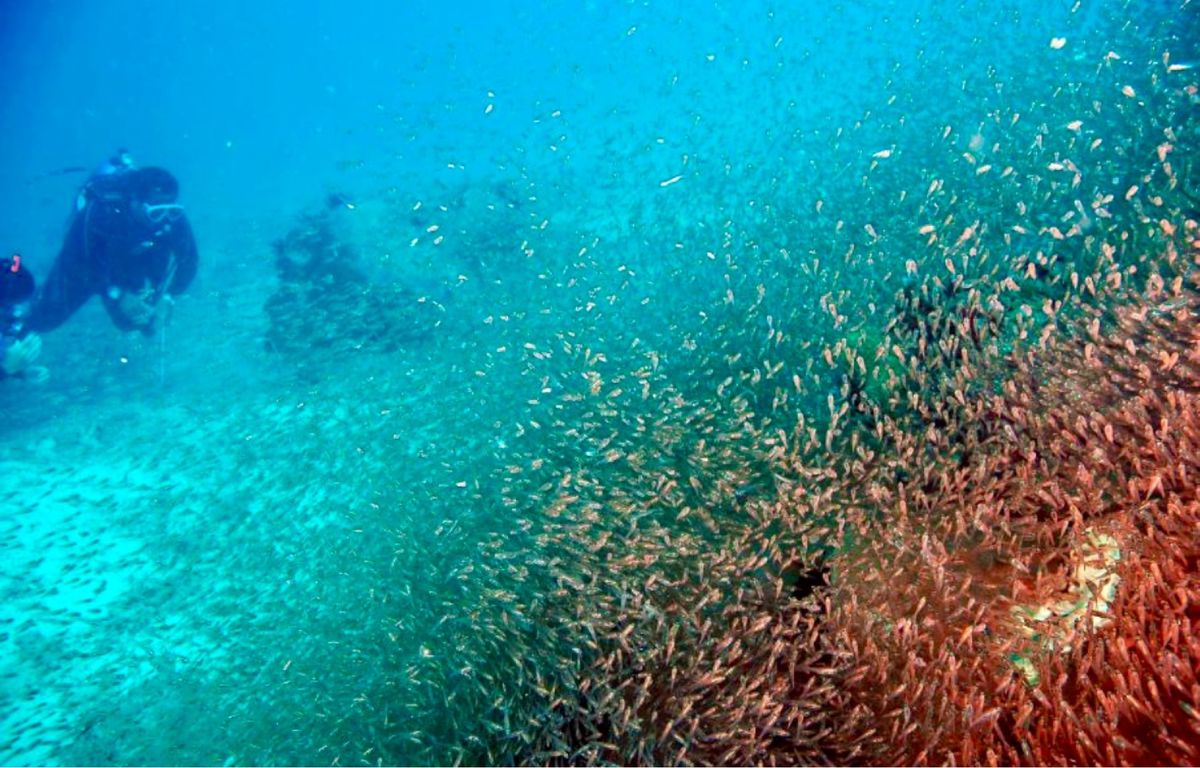 Whitetip reef shark、タテジマキンチャクダイなど