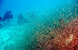 Whitetip reef shark、タテジマキンチャクダイなど