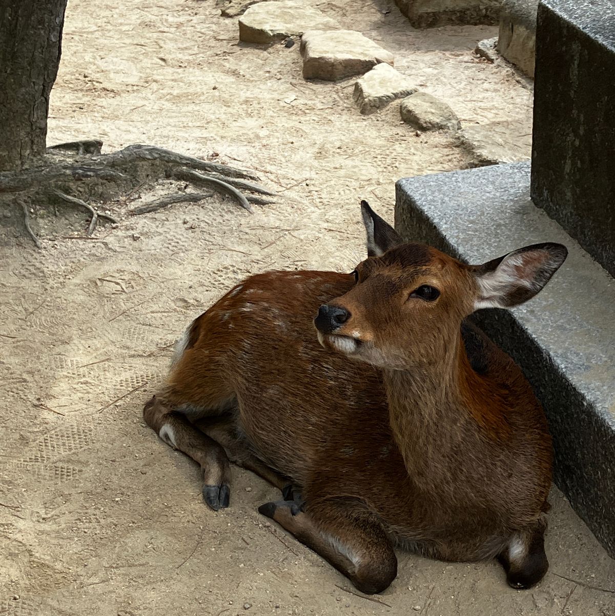 国内旅行はほぼご飯の写真だらけの中、数少ない普通の写真の被写体は厳島神社と...