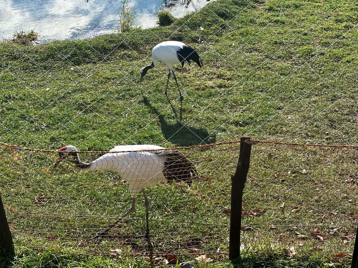 釧路
釧路湿原とタンチョウ鶴
釧路ラーメンと六花亭喫茶室