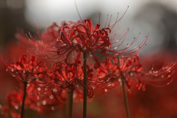 日本・奈良県「彼岸花撮影」の写真