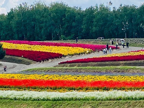日本・北海道「2023 9月札幌•小樽•旭山富良野の旅」の写真：美瑛


展望花畑　四季彩の丘
結構な賑...