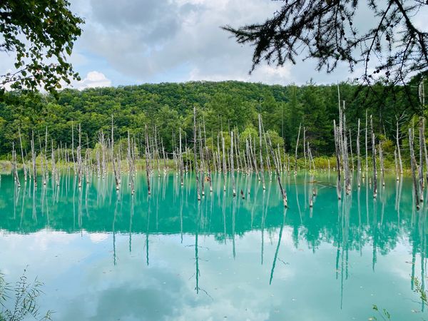 日本・北海道「2023 9月札幌•小樽•旭山富良野の旅」の写真：青い池

この日はグリーンがかっていました