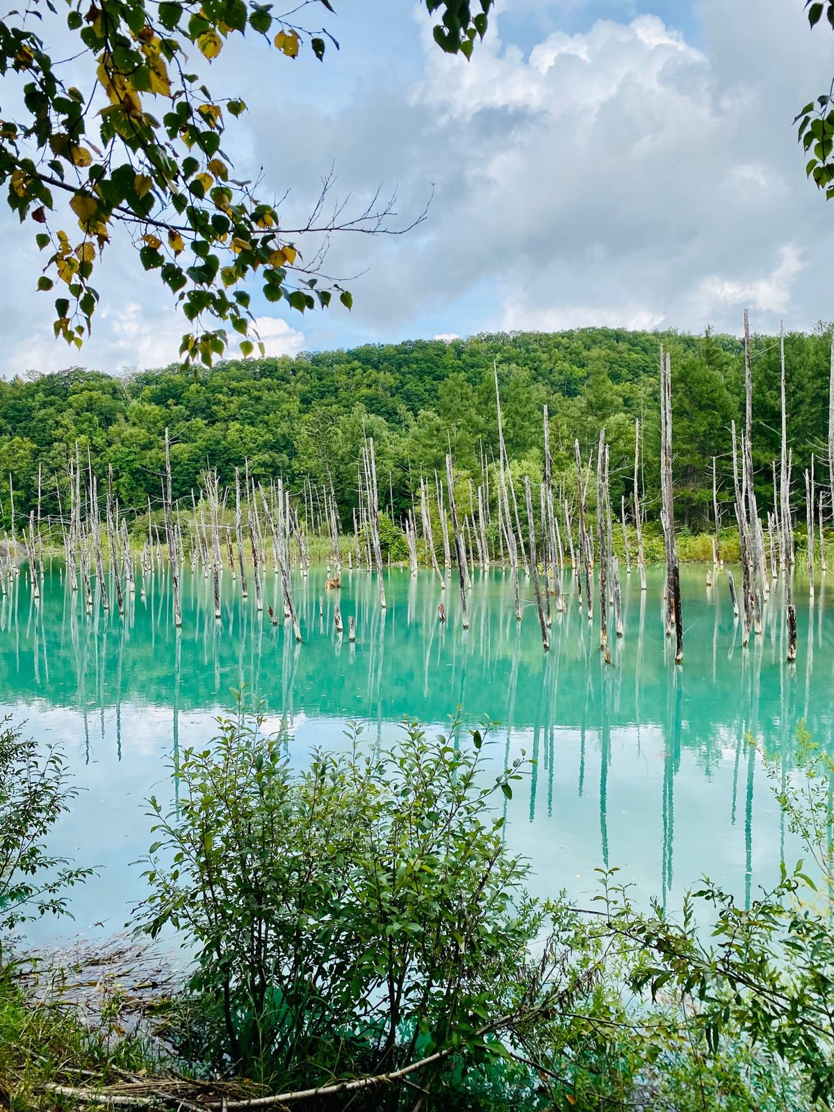 青い池

この日はグリーンがかっていました