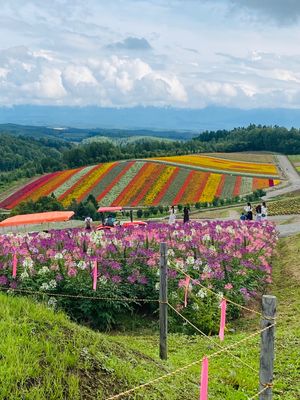 美瑛


展望花畑　四季彩の丘
結構な賑わいでした

パッチワークの路
「...