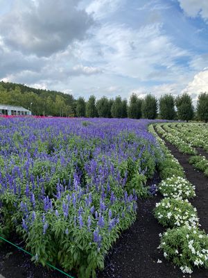 

ラベンダー畑で有名なファーム冨田
ラベンダーの時期は過ぎても綺麗な花畑...