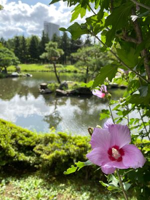 ホテル近くの中島公園
リスがいないかとキョロキョロしつつ散歩。
鴨たちが沢...