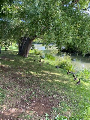 ホテル近くの中島公園
リスがいないかとキョロキョロしつつ散歩。
鴨たちが沢...