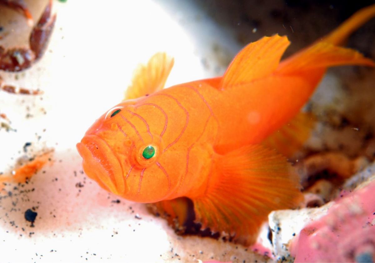 ピグミーシーホース、イレズミミジンベニハゼ、ウミウシカクレエビなど。