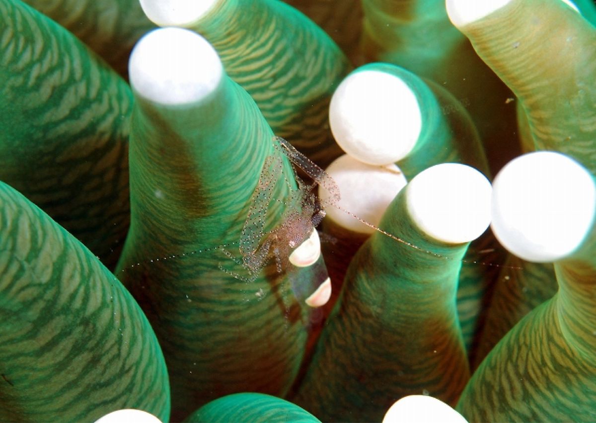 ピグミーシーホース、イレズミミジンベニハゼ、ウミウシカクレエビなど。