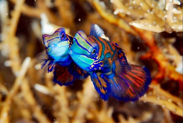 香港・赤鱲角 Chek Lap Kok「HKG ✈︎ SIN ✈︎ MDC ✈︎ SIN ✈︎ HKG」の写真：ニシキテグリの産卵、イッポンテグリの幼魚...