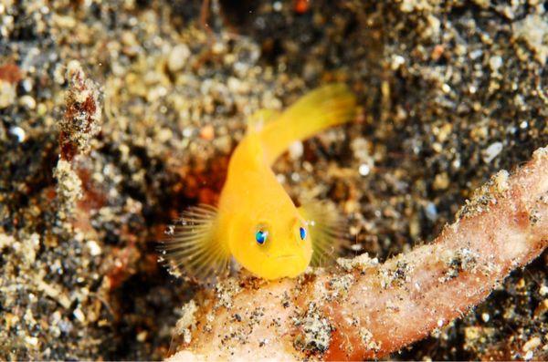 香港・赤鱲角 Chek Lap Kok「HKG ✈︎ SIN ✈︎ MDC ✈︎ SIN ✈︎ HKG」の写真：レンべと言えばマクロの宝庫。

ウミタケ...