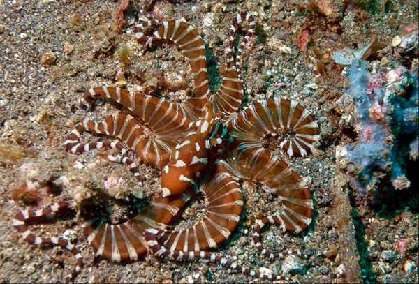 香港・赤鱲角 Chek Lap Kok「HKG ✈︎ SIN ✈︎ MDC ✈︎ SIN ✈︎ HKG」の写真：ワンダーパス、バンガイカーディナルフィッ...