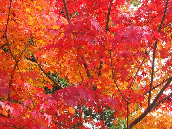 日本・滋賀県「鶏足寺　メタセコイヤ並木道　」の写真