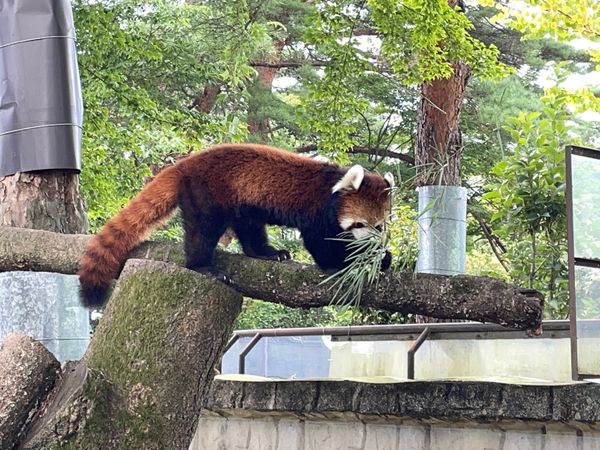 日本・岩手県「東北旅行」の写真
