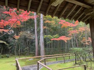 高桐院は残念ながら今だに拝観停止が続いてました。入り口のみ見て来ました。