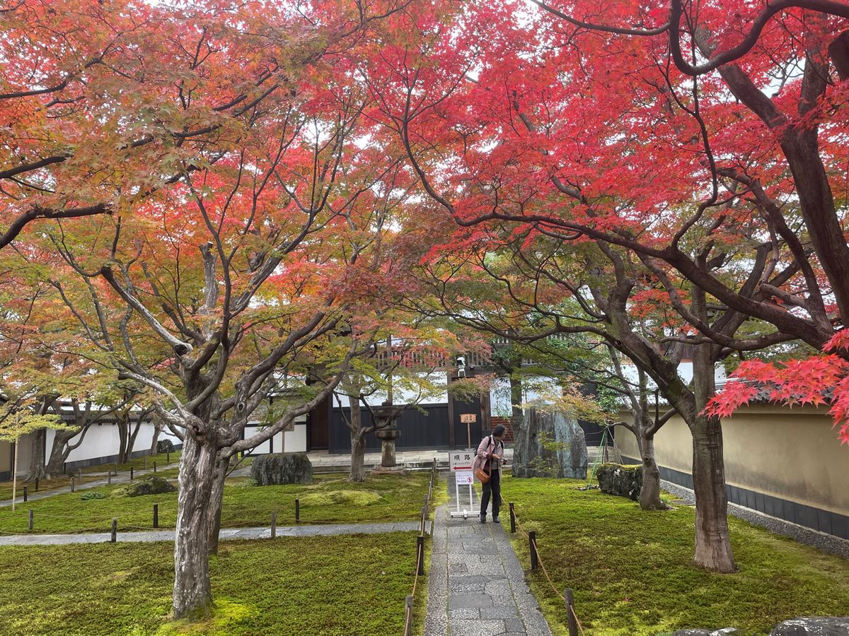 今日は京都の紅葉を見に来ました。最初は大徳寺の黄梅院。ここは前庭のみ写真撮...