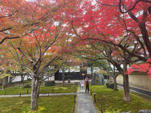 今日は京都の紅葉を見に来ました。最初は大徳寺の黄梅院。ここは前庭のみ写真撮...