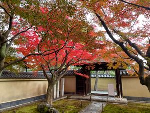 今日は京都の紅葉を見に来ました。最初は大徳寺の黄梅院。ここは前庭のみ写真撮...