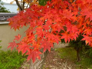 源光庵の紅葉