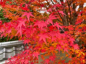 午後は大徳寺から移動して鷹峯源光庵へ。こちらの紅葉も美しい。