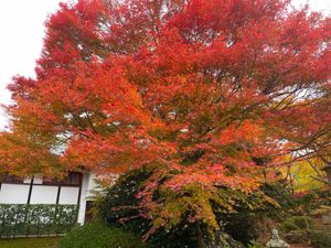 午後は大徳寺から移動して鷹峯源光庵へ。こちらの紅葉も美しい。