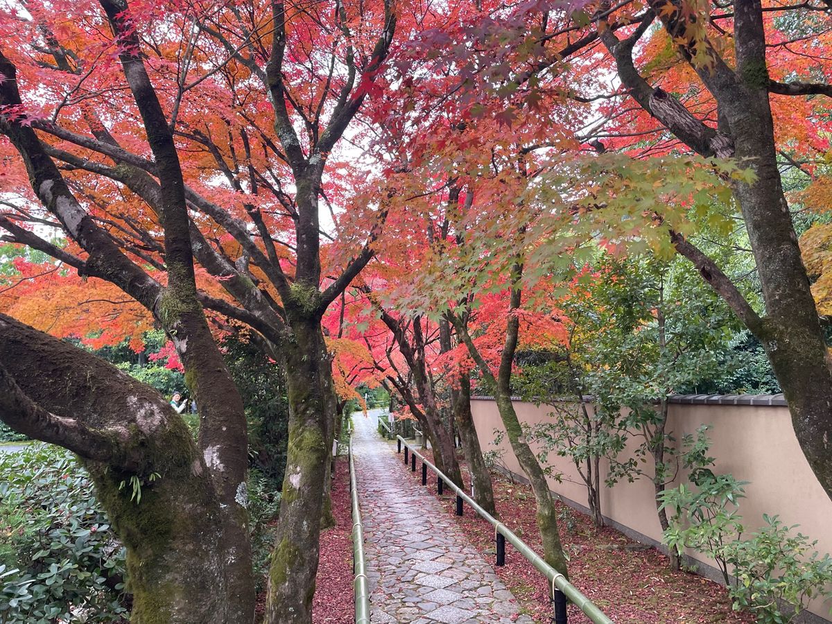 源光庵の近くにある光悦寺。こちらの紅葉も美しい。