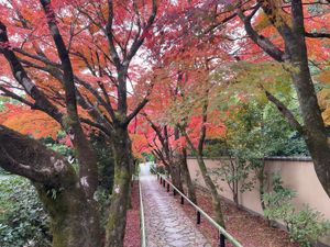 源光庵の近くにある光悦寺。こちらの紅葉も美しい。