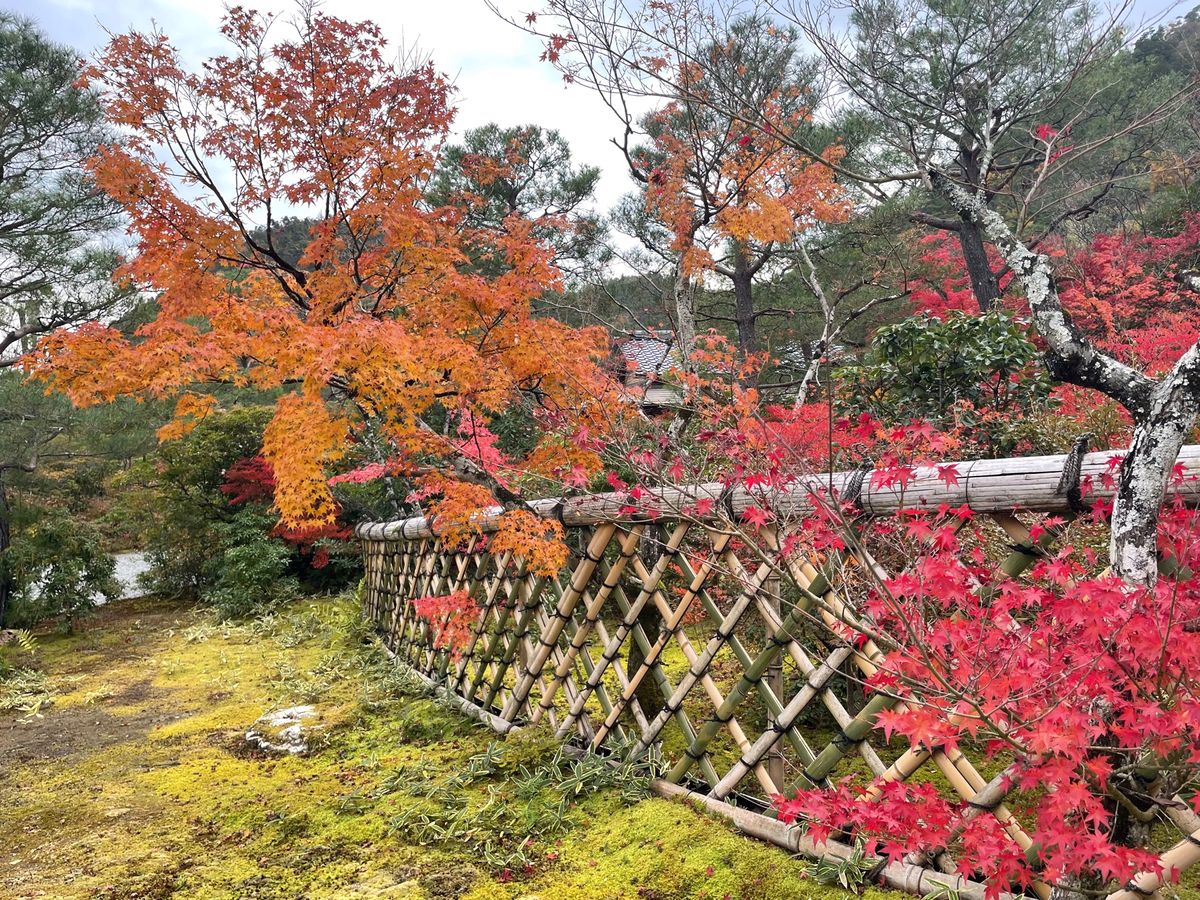 源光庵の近くにある光悦寺。こちらの紅葉も美しい。