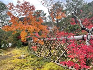 源光庵の近くにある光悦寺。こちらの紅葉も美しい。