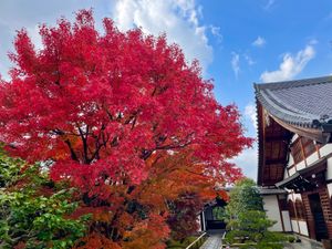 大徳寺の興臨院。秋の特別公開中でした。門前の紅葉が綺麗でした。