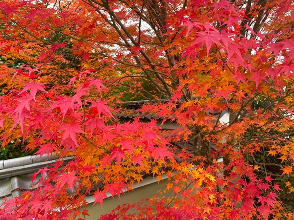 日本・京都府「秋の京都・紅葉狩り」の写真：源光庵の紅葉