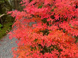 源光庵の近くにある光悦寺。こちらの紅葉も美しい。