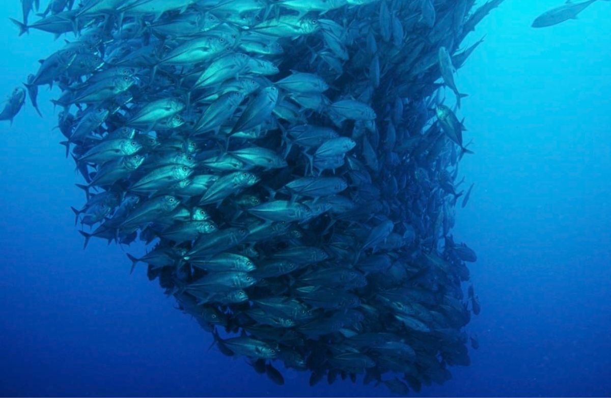 ギンガメアジのトルネード