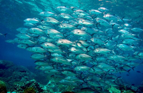 フィリピン・セブ島「HKG ✈︎ CEB ✈︎ HKG」の写真：ギンガメアジの群れ