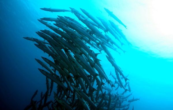 フィリピン・セブ島「HKG ✈︎ CEB ✈︎ HKG」の写真：バラクーダ