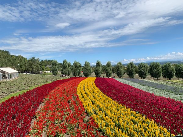 日本・北海道「北海道　北の国から2023」の写真