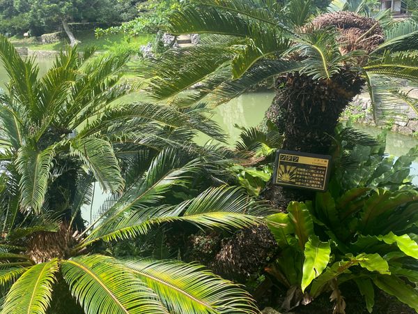 日本・沖縄県「沖縄　家族旅行」の写真：本州ではお目にかかれない
ソテツ、ガジュ...