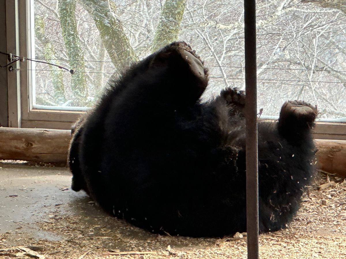 登別
クマ牧場のクマは可愛い&大迫力
ゴンドラもクリスマス仕様
地獄谷はた...