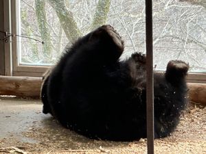 登別
クマ牧場のクマは可愛い&大迫力
ゴンドラもクリスマス仕様
地獄谷はた...