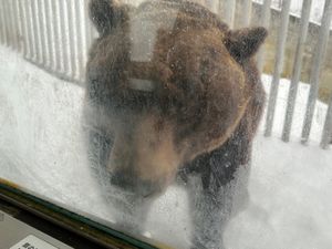 登別
クマ牧場のクマは可愛い&大迫力
ゴンドラもクリスマス仕様
地獄谷はた...