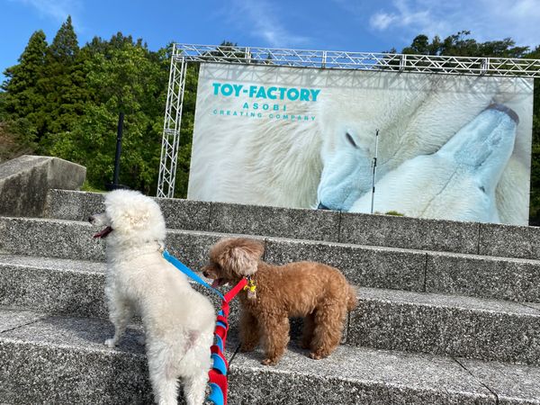 日本・岐阜県「岐阜トイキャン」の写真：ティラノレースも楽しかった😊