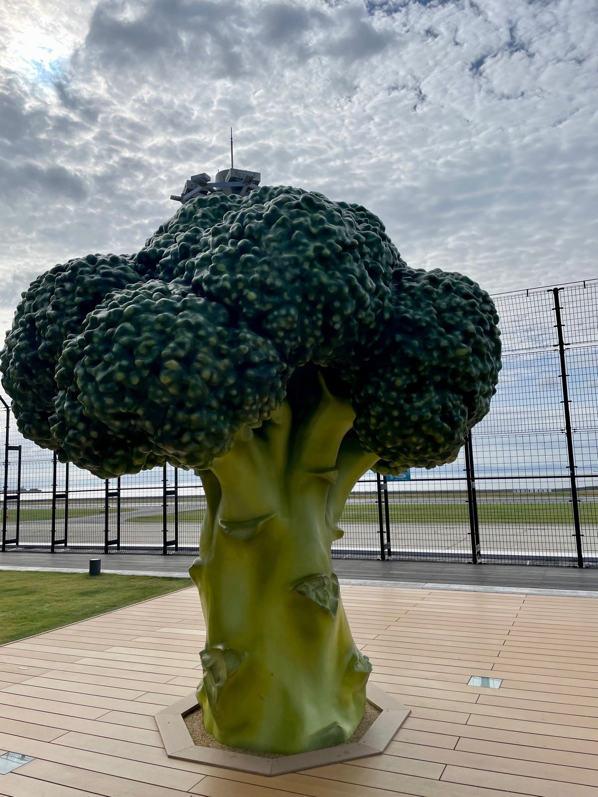 神戸空港に着いて飛行機を見ながらモーニング
屋上？になぜかブロッコリーがあ...